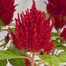 Целозія периста Glorious: Red, 50 шт, Benary