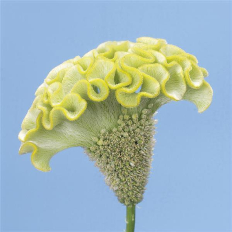 Целозия гребенчатая SPRING GREEN
