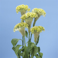 Целозия гребенчатая SPRING GREEN