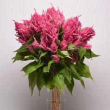 Целозия перистая SUNDAY BRIGHT PINK