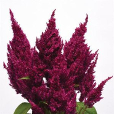 Целозия перистая SUNDAY PURPLE