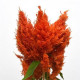 Целозия перистая SUNDAY ORANGE