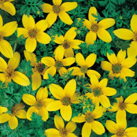 Череда Golden Eye, Bidens humilis 