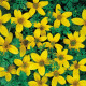 Череда Golden Eye, Bidens humilis