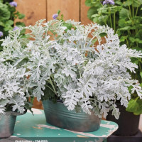 Цинерарія приморська Quicksilver™, 1000 шт, HemGenetics