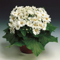 Цинерария гибр, Venezia® F1 White