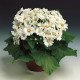 Цинерария гибр, Venezia® F1 White