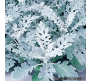 Цинерарія приморська – Senecio (Cineraria maritima)