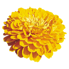 Цинія Benary's Giant™: Golden Yellow, 25 шт, Benary