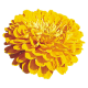 Цинія Benary's Giant™: Golden Yellow, 25 шт, Benary