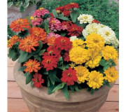 Цинія - Zinnia