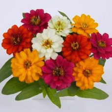 Цинія Profusion Double: Mix, 250 шт, PanAmerican