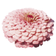 Цинія Benary's Giant™: Bright Pink, 25 шт, Benary