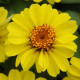 Цинія мариландська ZAHARA® XL YELLOW, 1000 шт, PanAmerican