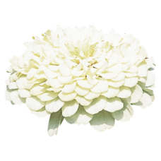 Цинія Benary's Giant™: White, 500 шт, Benary
