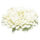 Цинія Benary's Giant™: White, 1000 шт, Benary