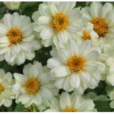 Цинія Profusion Double: White, 10 шт, PanAmerican