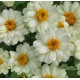 Цинія Profusion Double: White, 50 шт, PanAmerican