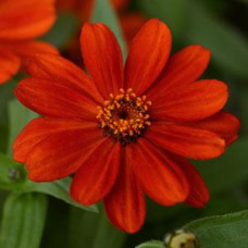 Цинния мариландская ZAHARA® RED