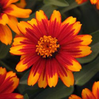 Цинния мариландская ZAHARA® SUNBURST