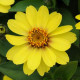 Цинния мариландская ZAHARA® YELLOW