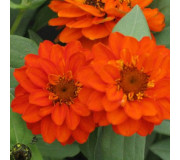 Серії "Profusion","Profusion Double" (Sakata)