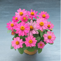 Цинія Belize F1 Rose, 10 шт, Takii