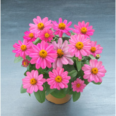 Цинія Belize F1 Rose, 10 шт, Takii