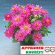 Цинния Belize Double F1 Rose
