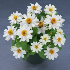Цинния Belize Double F1 White