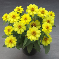 Цинния Belize Double F1 Yellow
