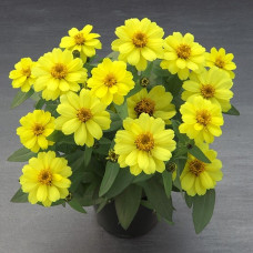 Цинния Belize Double F1 Yellow
