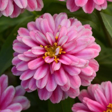Цинния DOUBLE ZAHARA Raspberry Ripple