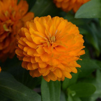 Цинния DOUBLE ZAHARA BRIGHT ORANGE