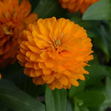 Цинния DOUBLE ZAHARA BRIGHT ORANGE