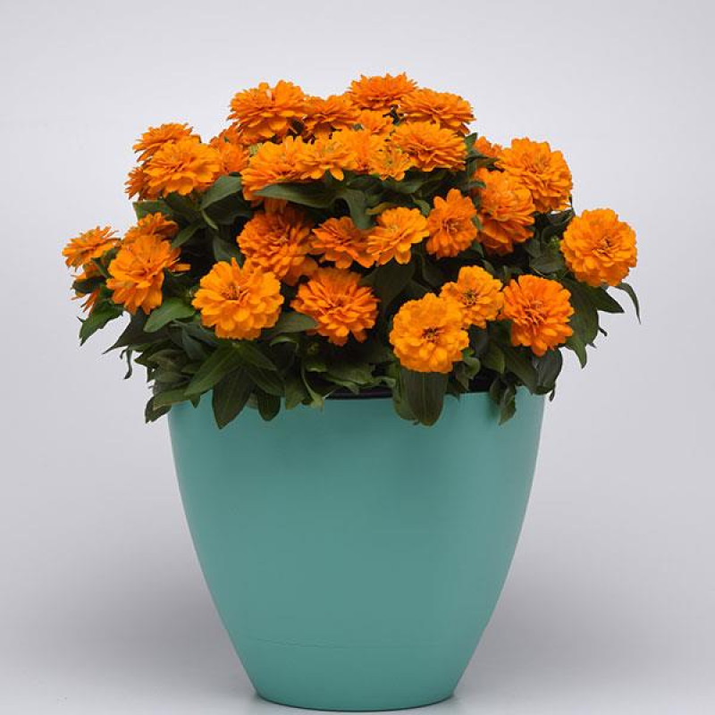 Цинния DOUBLE ZAHARA BRIGHT ORANGE