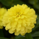 Цинния DOUBLE ZAHARA YELLOW