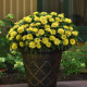 Цинния DOUBLE ZAHARA YELLOW