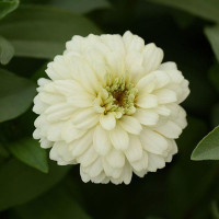 Цинія DOUBLE ZAHARA WHITE, 100 шт, PanAmerican