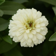 Цинія DOUBLE ZAHARA WHITE, 100 шт, PanAmerican