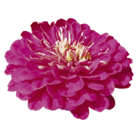 Цинія Benary's Giant™: Purple, 25 шт, Benary