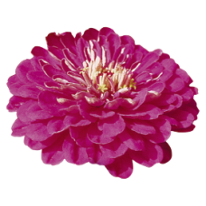 Цинія Benary's Giant™: Purple, 25 шт, Benary