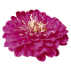 Цинія Benary's Giant™: Purple, 1000 шт, Benary