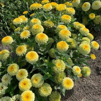 Цинія Rosetta Lemon to yellow, 10 шт, Farao