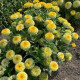 Цинія Rosetta Lemon to yellow, 10 шт, Farao
