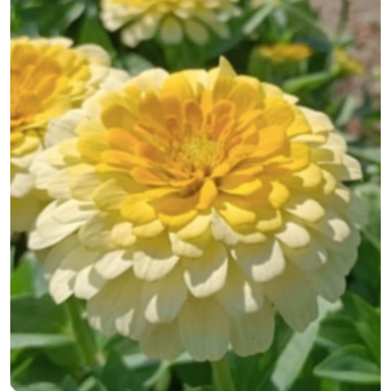 Цинія Rosetta Lemon to yellow, 10 шт, Farao