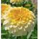 Цинія Rosetta Lemon to yellow, 10 шт, Farao