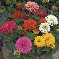 Цинія витончена Magellan™ Mix, 10 шт, Syngenta