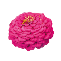 Цинія Oklahoma: Carmine, 25 шт, Benary