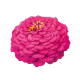 Цинія Oklahoma: Carmine, 25 шт, Benary